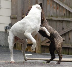 Dogs playing